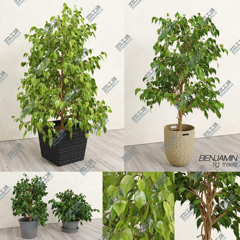 images/goods_img/202105074/Benjamin Fig Trees (-GrowFX) 3D model/1.jpg